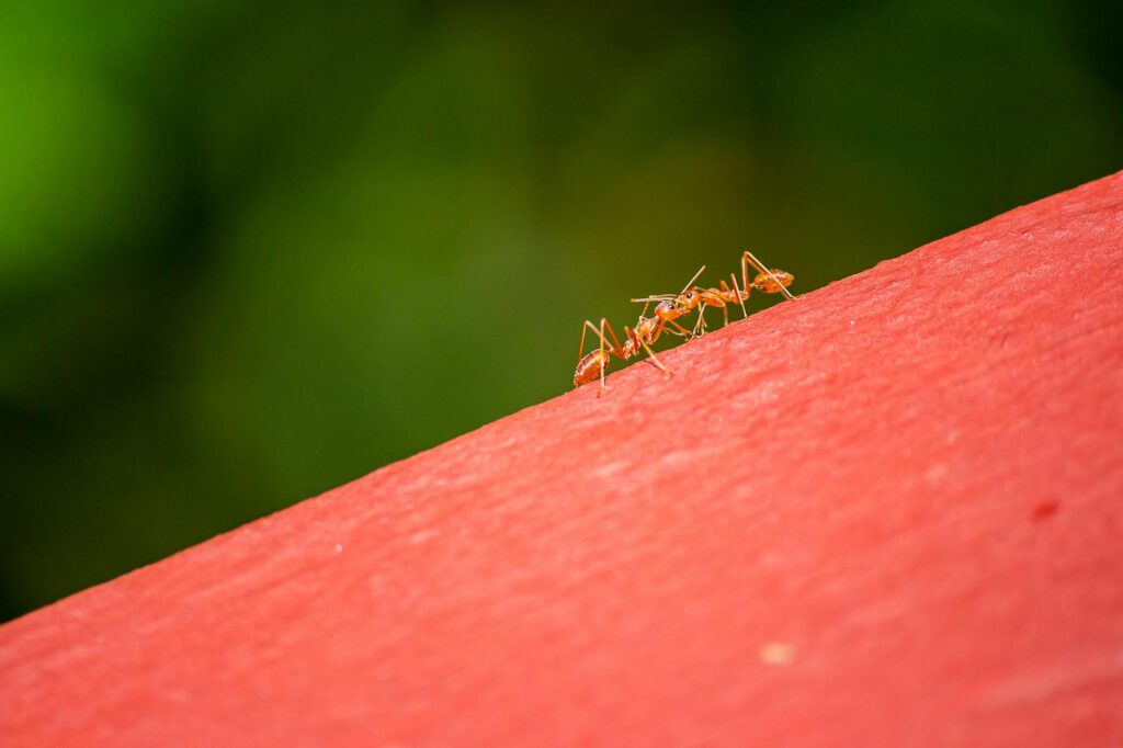 why ants in house suddenly