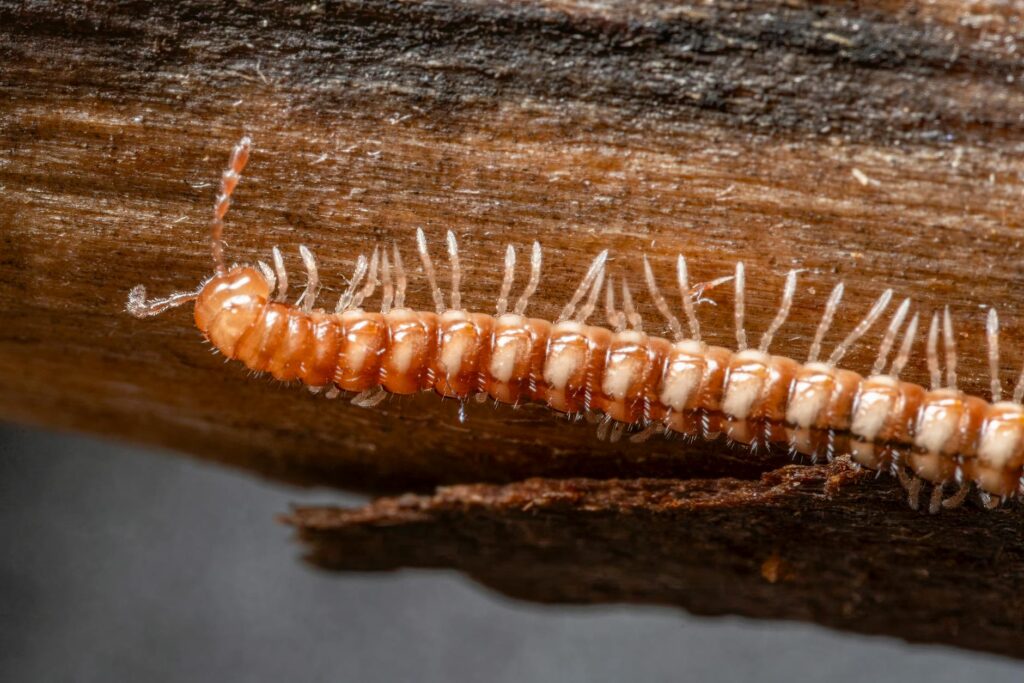 Millipedes in Large Numbers Yard