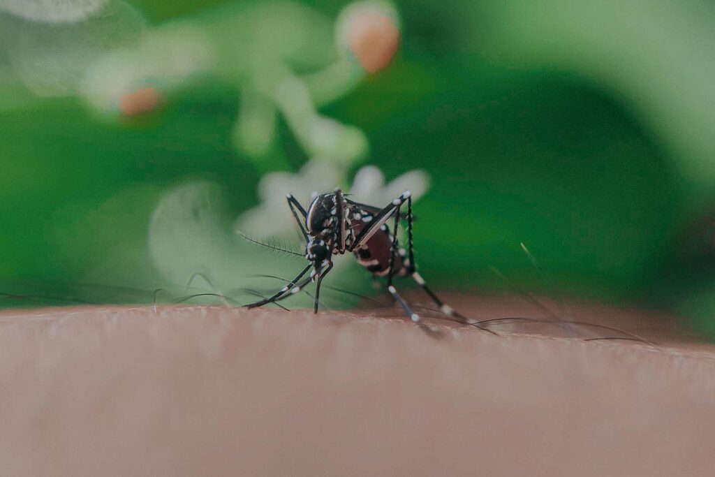 Mosquito Season Start And End