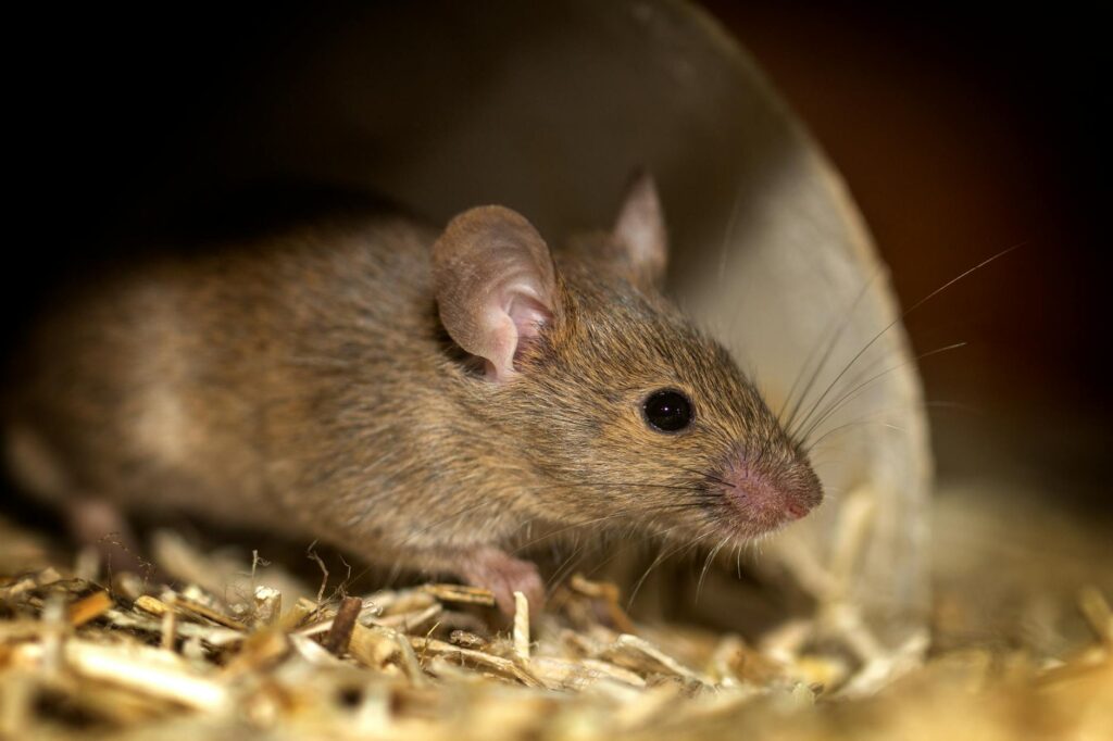 Mice Scratching in Walls at Night