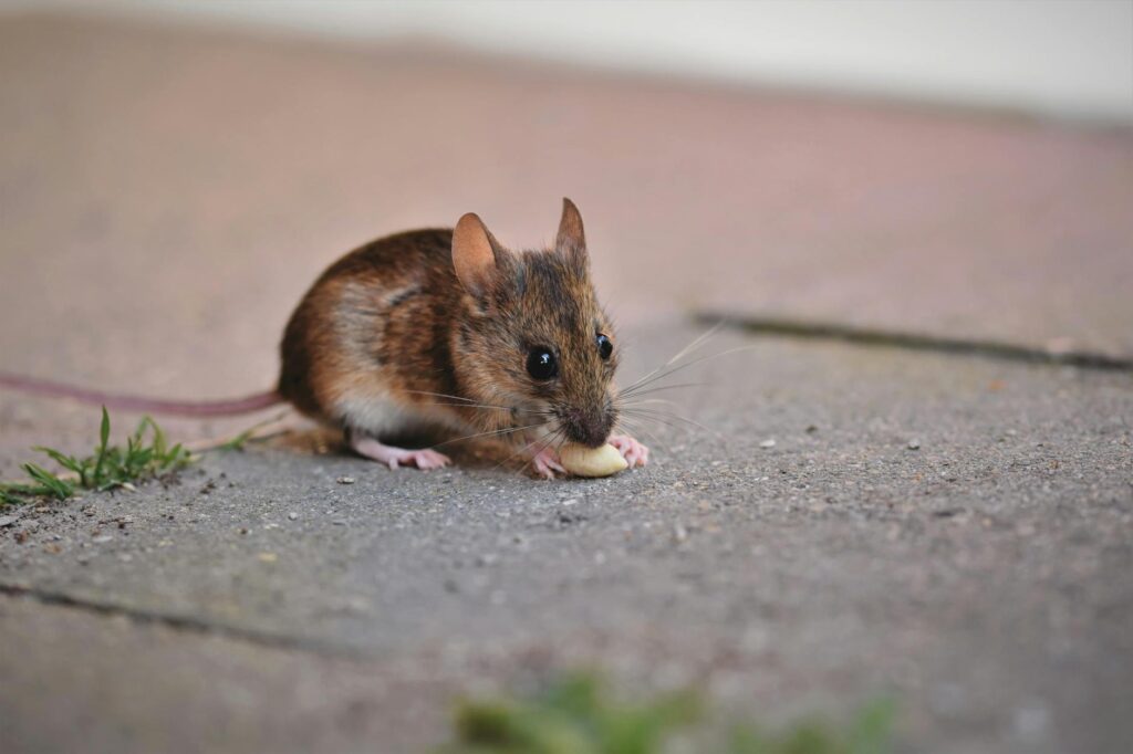 Mice Sounds in Walls