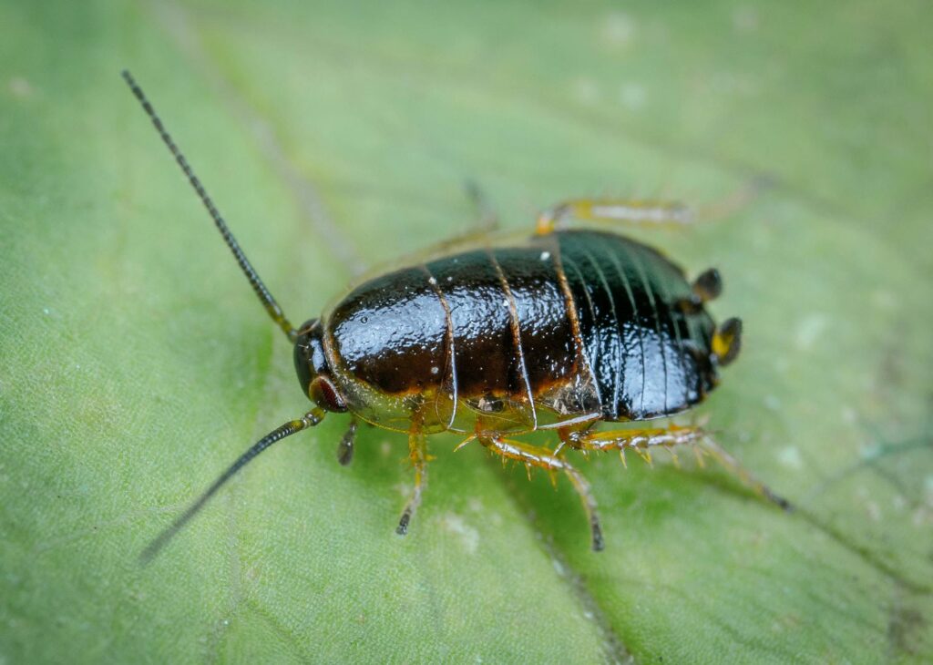 Small Roaches in Bathroom