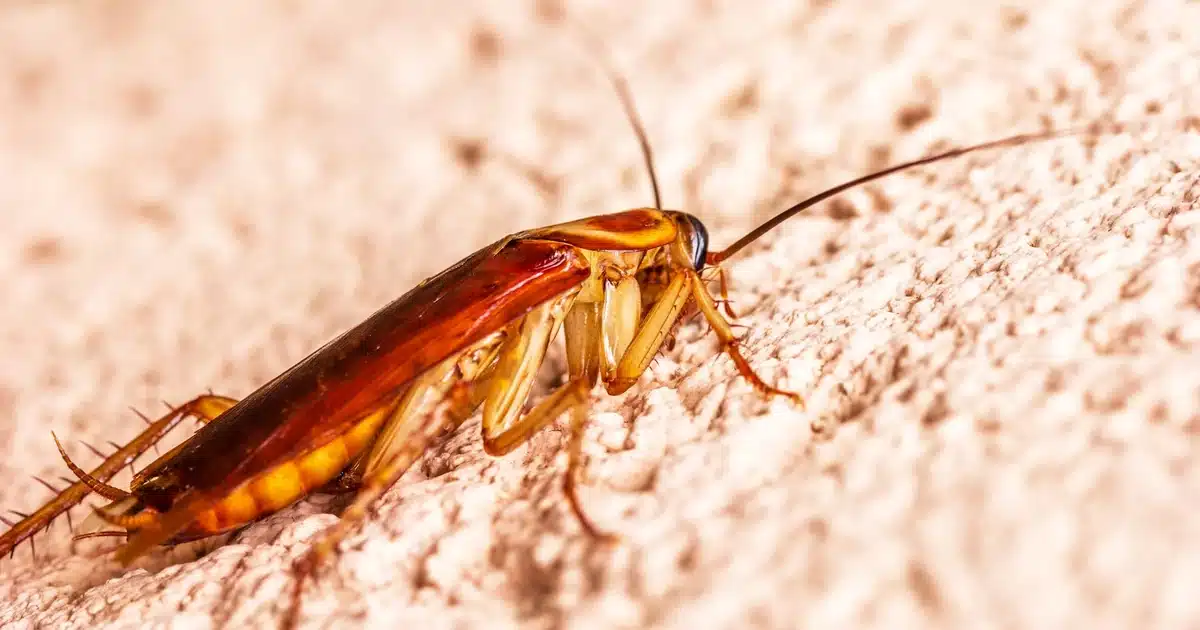 Roaches in Florida: Types, Risks, and How to Stop Them — featured image