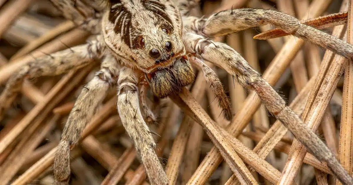 Spiders in Florida: What Jacksonville Homeowners Need to Know — featured image