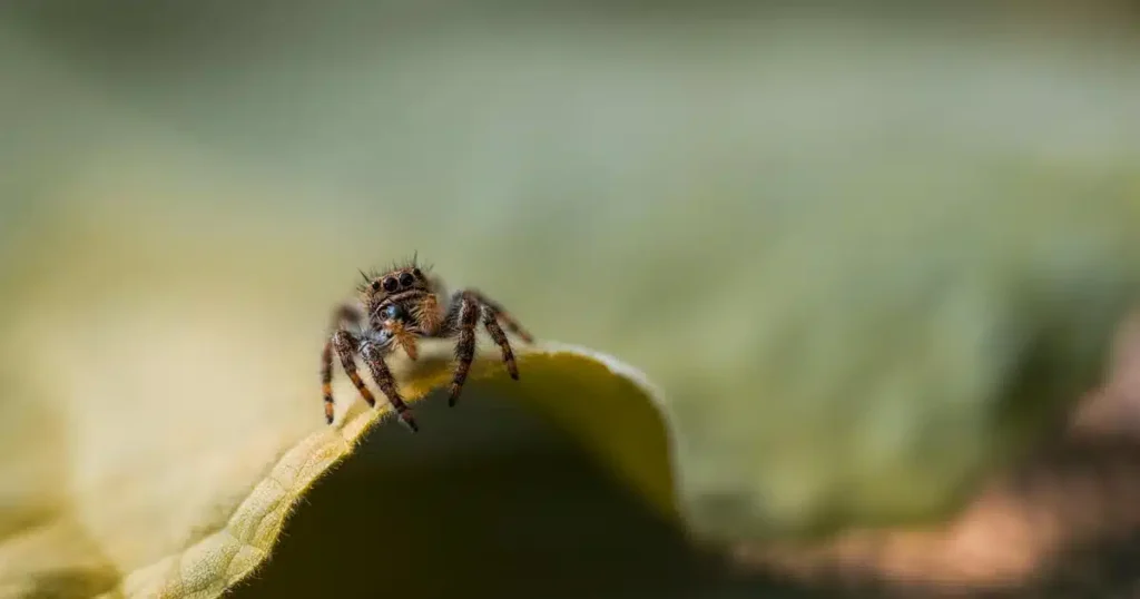 Common Spiders in Georgia: What to Know and When to Act — featured image
