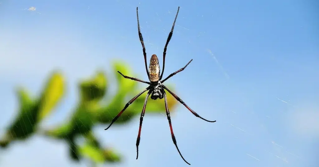 Spiders in Missouri: What Kansas City Homeowners Need to Know — featured image
