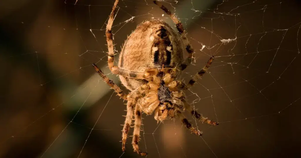 Spiders in North Carolina: What's in Your Home and What to Do — featured image
