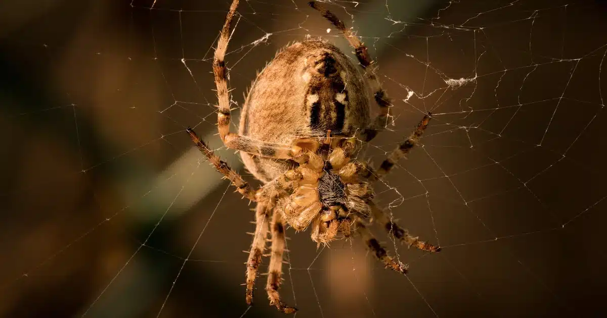 Spiders in North Carolina: What's in Your Home and What to Do — featured image