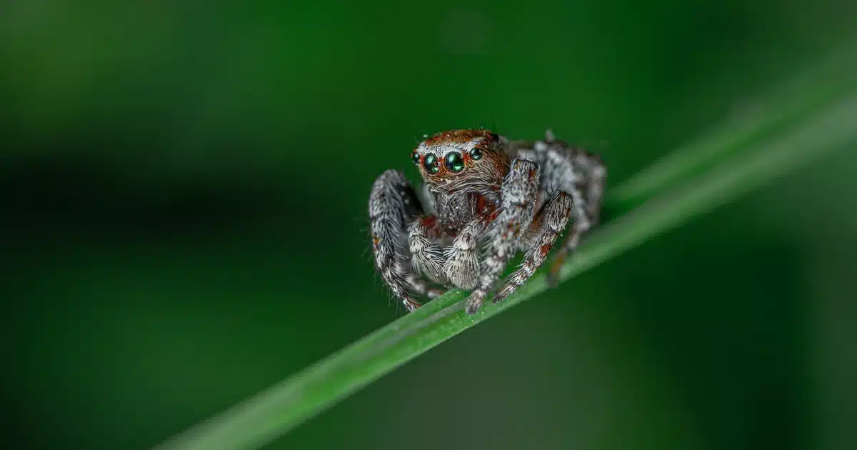 Spiders in Ohio: Types, Identification & When to Worry — featured image