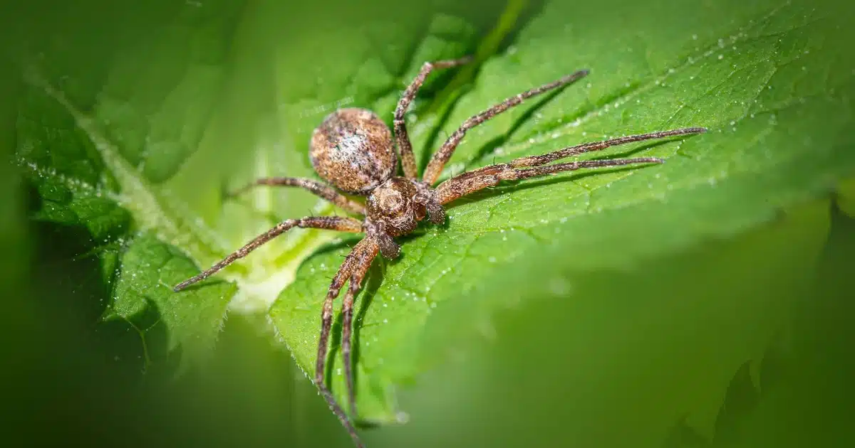 Common Spiders in Tennessee: What to Know and When to Act — featured image