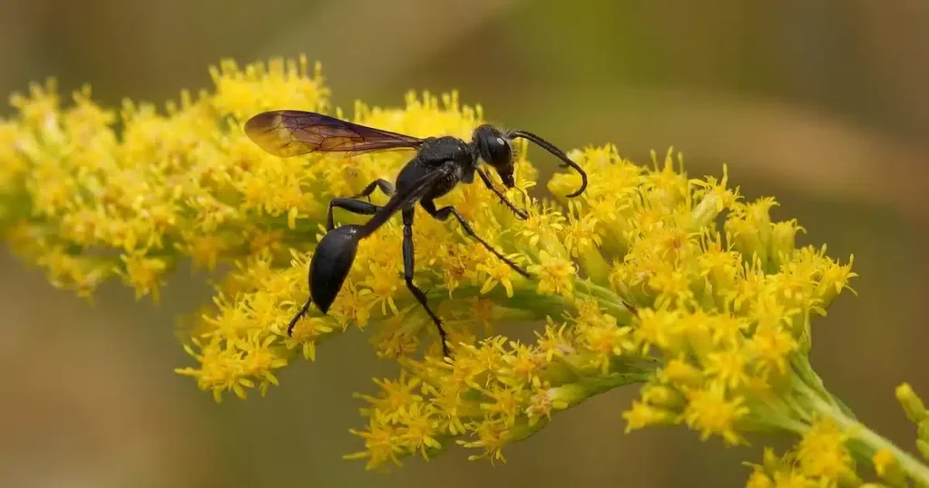 Wasps in Florida: Species, Nests, and When to Call a Pro — featured image