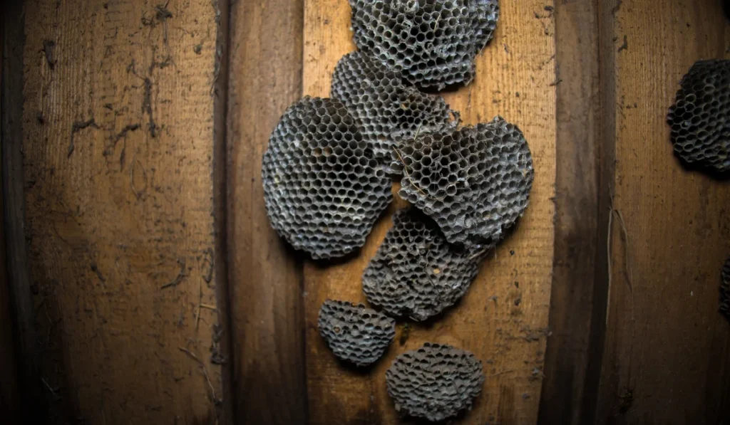 Numerous wasp nests are attached to a wooden attic wall
