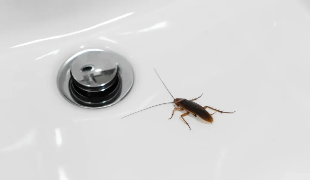 cockroach in clean bathroom