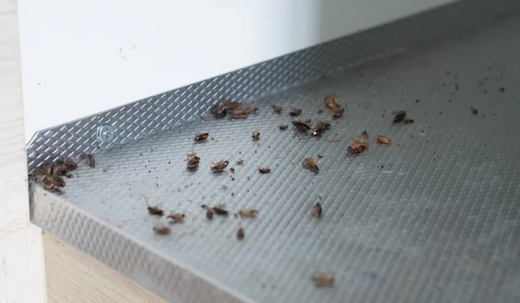 dirty baby cockroach in the kitchen