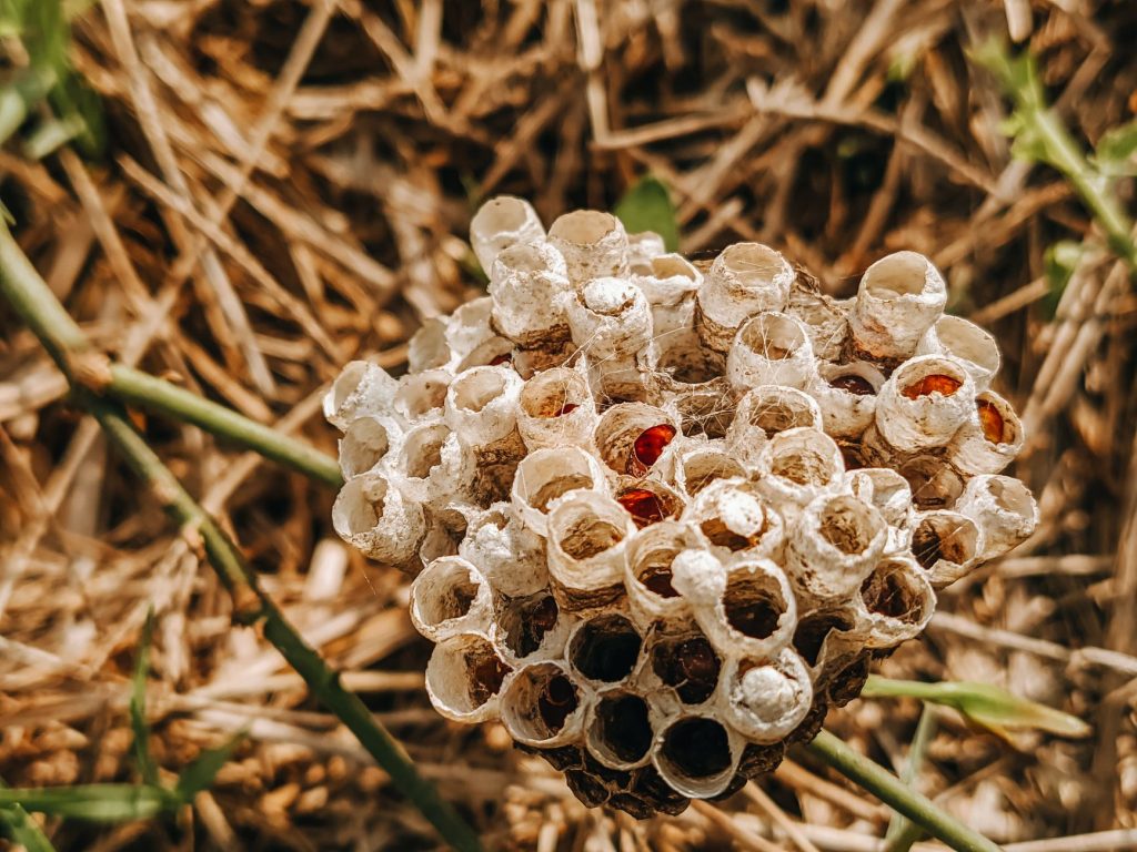 Paper-like nest with open hexagonal cells attached to a plant stem, several cells contain reddish larvae