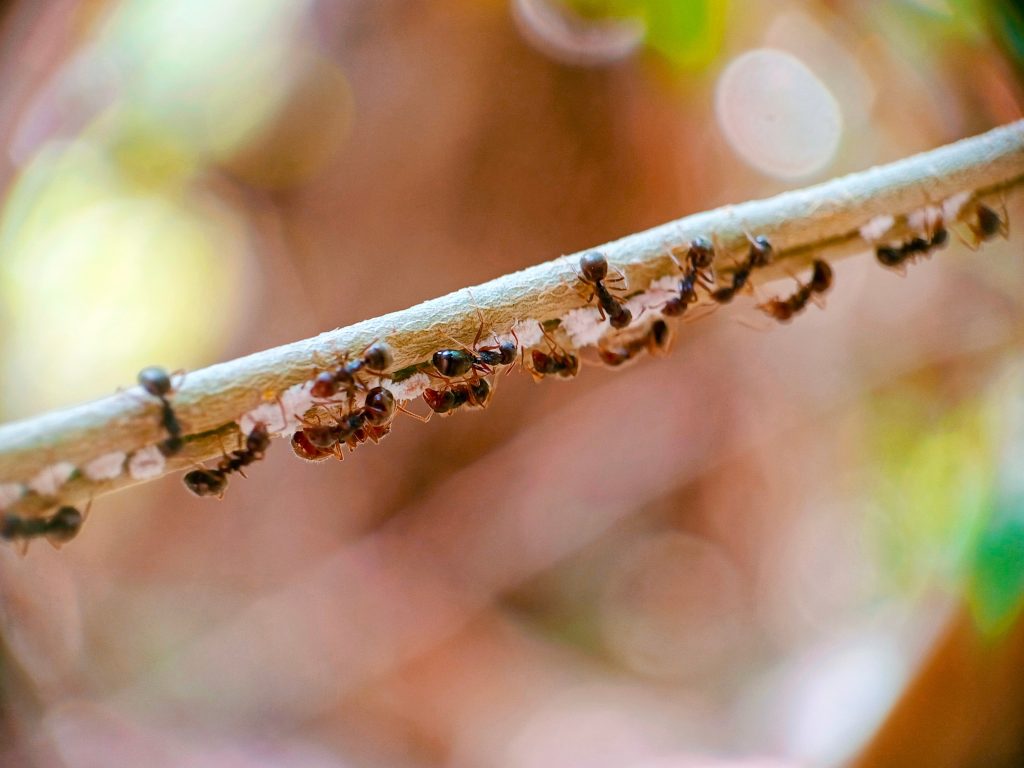 Line of small ants tending white eggs along a narrow twig against a warm, blurred bokeh background