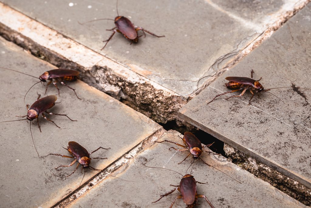 cockroaches texas