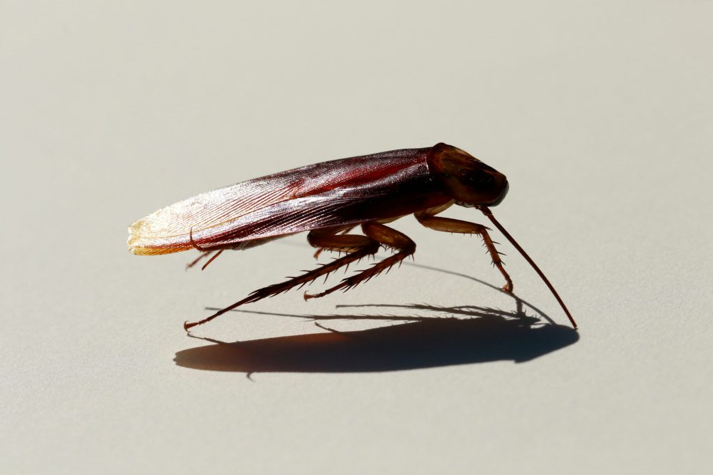 palmetto bugs in florida