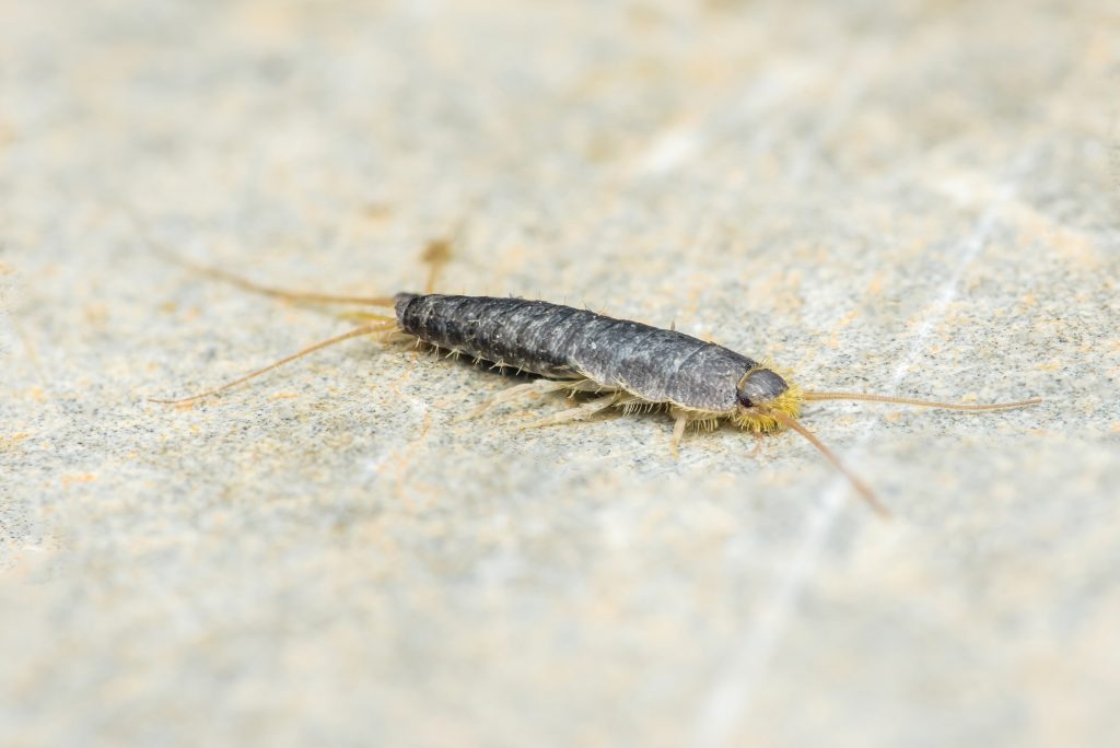 Silverfish in Austin Homes