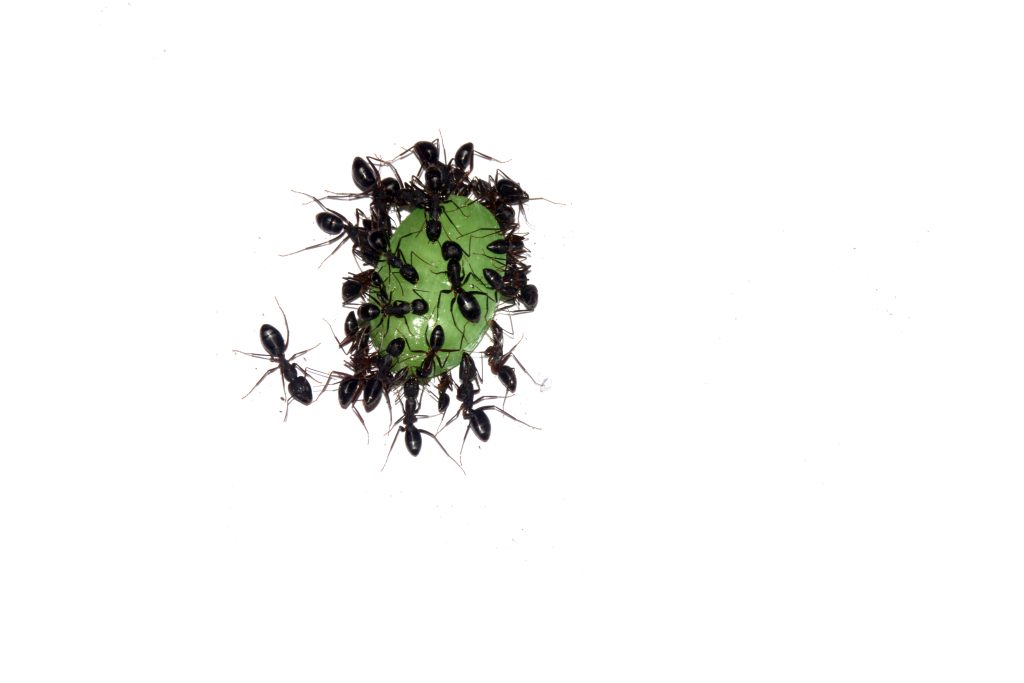 The Asian Needle Ant Is Spreading Through Southern Yards