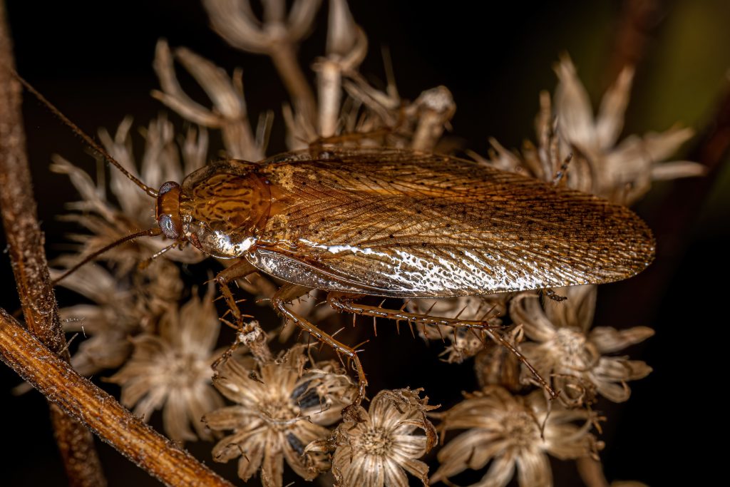 Wood Roach: Why It Matters and What Homeowners Should Do
