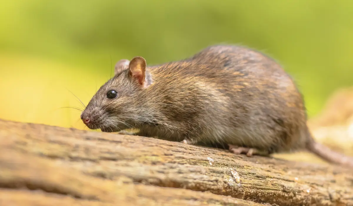 Making Sense of Rats in South Carolina | ClearDefense Pest Control